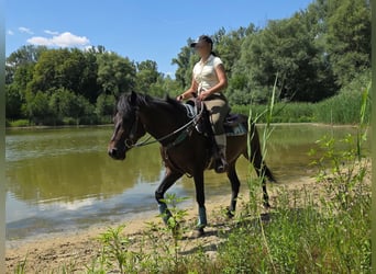Hutsul, Caballo castrado, 4 años, 145 cm, Castaño