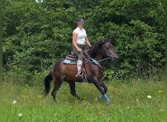 Hutsul, Caballo castrado, 4 años, 145 cm, Castaño