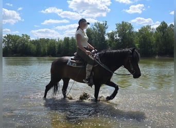 Hutsul, Caballo castrado, 4 años, 145 cm, Castaño