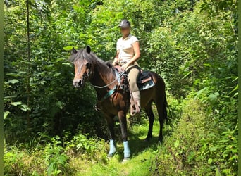 Hutsul, Caballo castrado, 4 años, 145 cm, Castaño