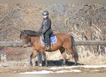 Hutsul, Caballo castrado, 4 años, 146 cm, Bayo