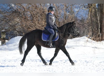 Hutsul, Caballo castrado, 4 años, 146 cm, Negro