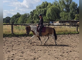 Hutsul, Caballo castrado, 4 años, 146 cm, Pío