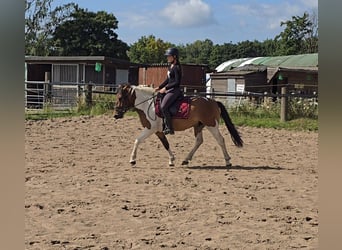 Hutsul, Caballo castrado, 4 años, 146 cm, Pío