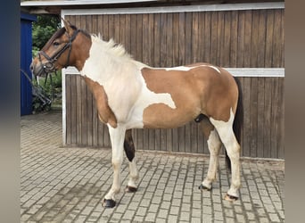 Hutsul, Caballo castrado, 4 años, 146 cm, Pío
