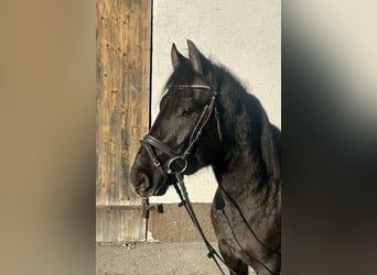 Hutsul, Caballo castrado, 4 años, 150 cm, Negro