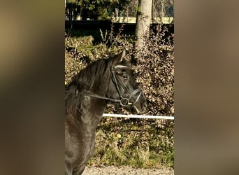 Hutsul, Caballo castrado, 4 años, 150 cm, Negro