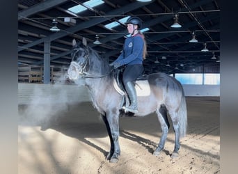 Hutsul, Caballo castrado, 4 años, 150 cm, Negro