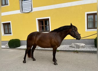 Hutsul, Caballo castrado, 5 años, 135 cm, Castaño