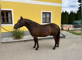 Hutsul, Caballo castrado, 5 años, 135 cm, Castaño
