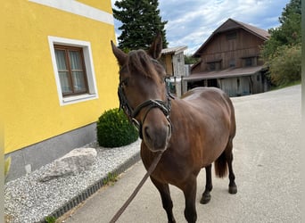 Hutsul, Caballo castrado, 5 años, 135 cm, Castaño