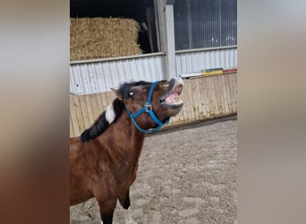 Hutsul, Caballo castrado, 5 años, 136 cm, Pío