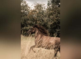 Hutsul, Caballo castrado, 5 años, 138 cm, Bayo