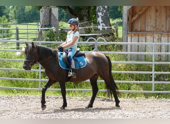 Hutsul, Caballo castrado, 5 años, 142 cm, Bayo