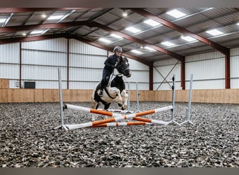 Hutsul, Caballo castrado, 5 años, 142 cm, Pío