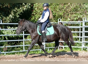 Hutsul, Caballo castrado, 5 años, 143 cm, Negro