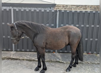 Hutsul, Caballo castrado, 5 años, 143 cm, Negro