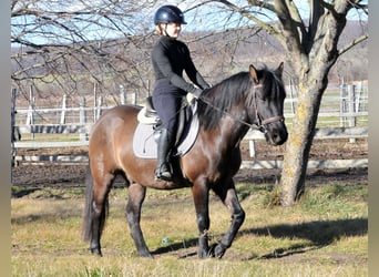 Hutsul, Caballo castrado, 5 años, 145 cm, Bayo