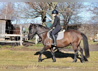 Hutsul, Caballo castrado, 5 años, 145 cm, Bayo