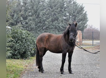 Hutsul, Caballo castrado, 5 años, 145 cm, Bayo