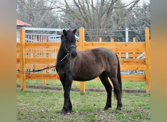 Hutsul, Caballo castrado, 5 años, 145 cm, Bayo