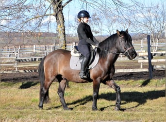 Hutsul, Caballo castrado, 5 años, 145 cm, Bayo