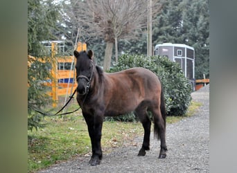 Hutsul, Caballo castrado, 5 años, 145 cm, Bayo