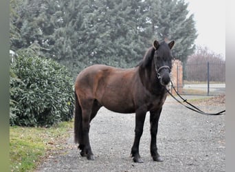 Hutsul, Caballo castrado, 5 años, 145 cm, Bayo