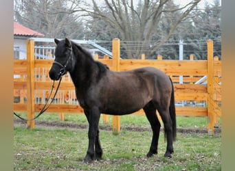 Hutsul, Caballo castrado, 5 años, 145 cm, Bayo