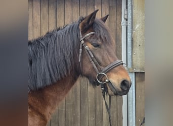 Hutsul, Caballo castrado, 5 años, 145 cm, Castaño