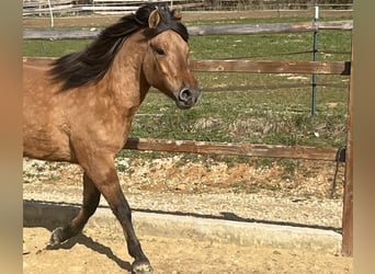 Hutsul, Caballo castrado, 5 años, 146 cm, Castaño