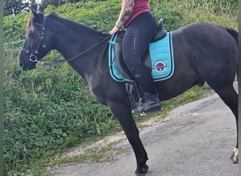 Hutsul Mestizo, Caballo castrado, 5 años, 149 cm, Negro