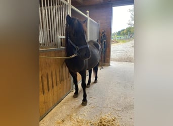 Hutsul, Caballo castrado, 5 años, Negro