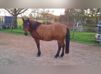 Hutsul, Caballo castrado, 6 años, 138 cm, Castaño