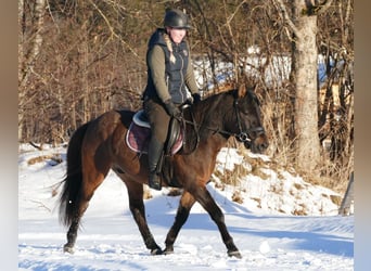 Hutsul, Caballo castrado, 6 años, 143 cm, Bayo