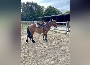 Hutsul Mestizo, Caballo castrado, 6 años, 144 cm, Castaño