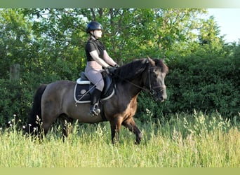 Hutsul, Caballo castrado, 6 años, 147 cm, Bayo