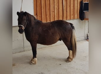 Hutsul Mestizo, Caballo castrado, 7 años, 115 cm