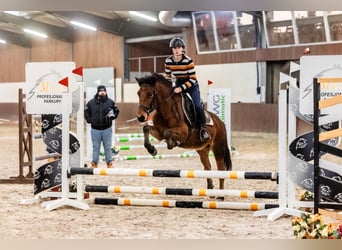 Hutsul, Caballo castrado, 7 años, 135 cm, Castaño rojizo