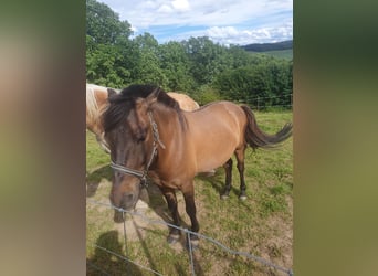 Hutsul, Caballo castrado, 7 años, 137 cm, Castaño