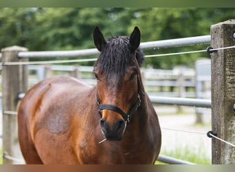 Hutsul, Caballo castrado, 7 años, 140 cm, Castaño oscuro