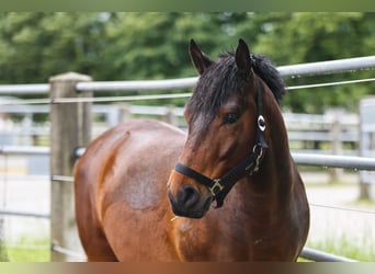 Hutsul, Caballo castrado, 7 años, 140 cm, Castaño oscuro