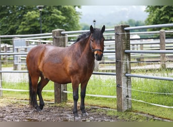 Hutsul, Caballo castrado, 7 años, 140 cm, Castaño oscuro