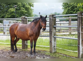 Hutsul, Caballo castrado, 7 años, 140 cm, Castaño oscuro