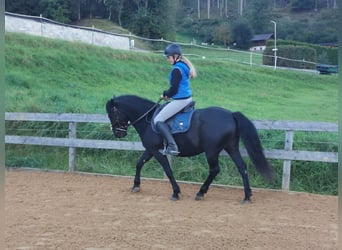 Hutsul, Caballo castrado, 7 años, 140 cm, Negro