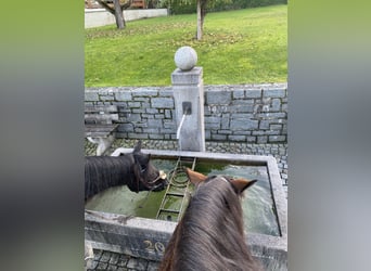 Hutsul, Caballo castrado, 7 años, 140 cm, Negro