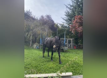 Hutsul, Caballo castrado, 7 años, 140 cm, Negro