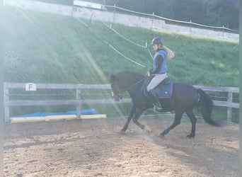 Hutsul, Caballo castrado, 7 años, 140 cm, Negro