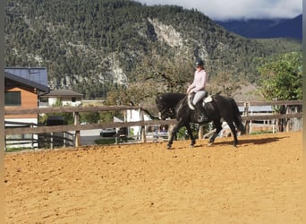 Hutsul, Caballo castrado, 7 años, 140 cm, Negro