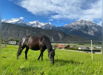 Hutsul, Caballo castrado, 7 años, 140 cm, Negro